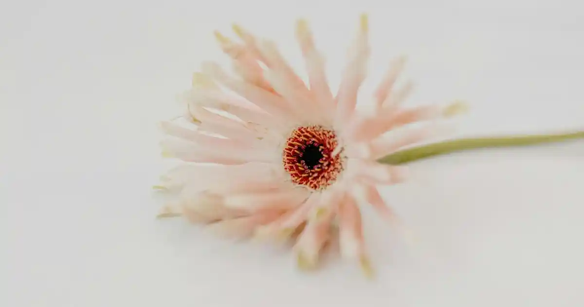 Gökkuşağı Ahşap Sunumluklar: Renkli ve Doğal Dekorasyon Çözümleri