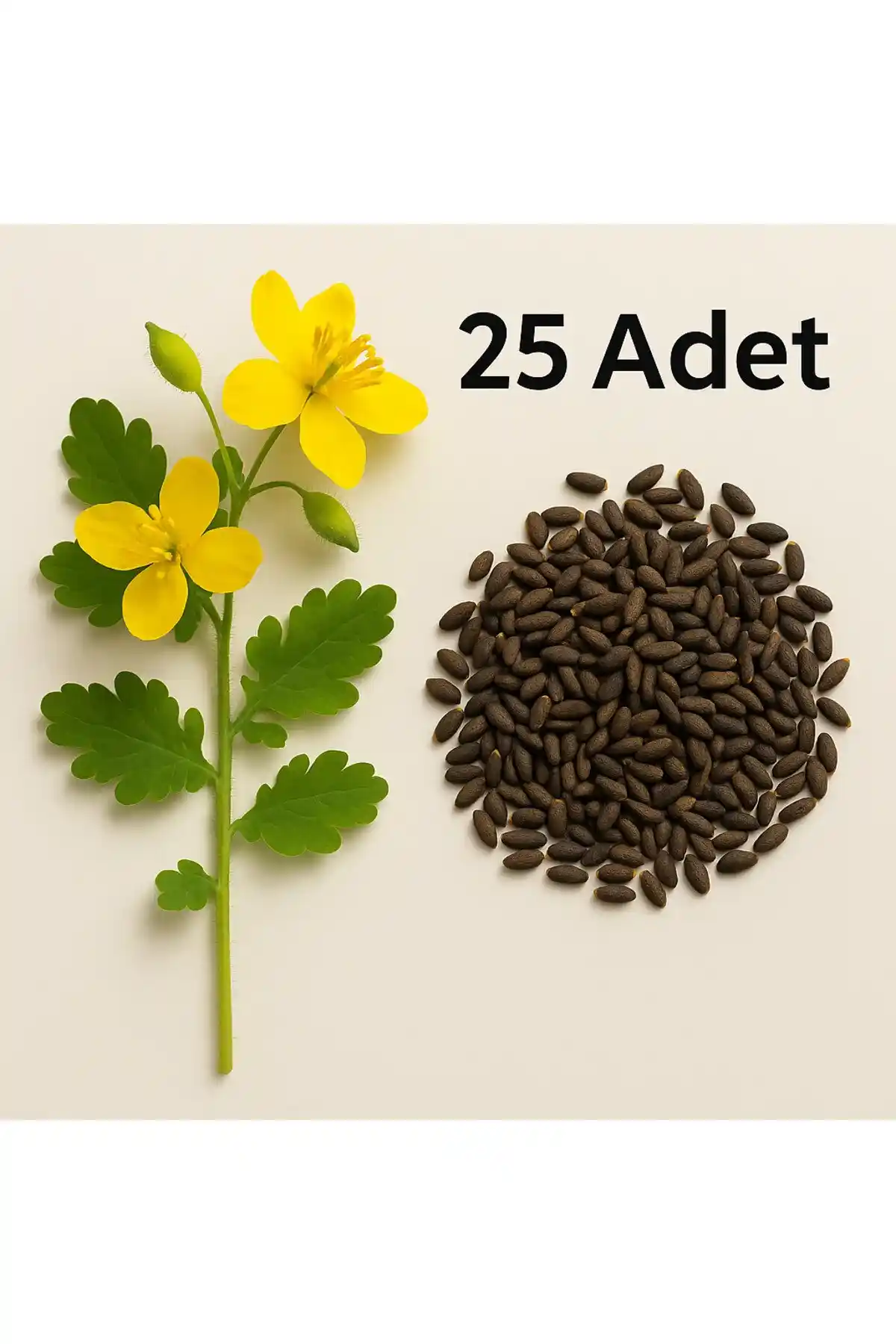 Kırlangıç Otu Saksısı ile Ev Dekorasyonunda Estetik ve Fonksiyonellik Sağlama