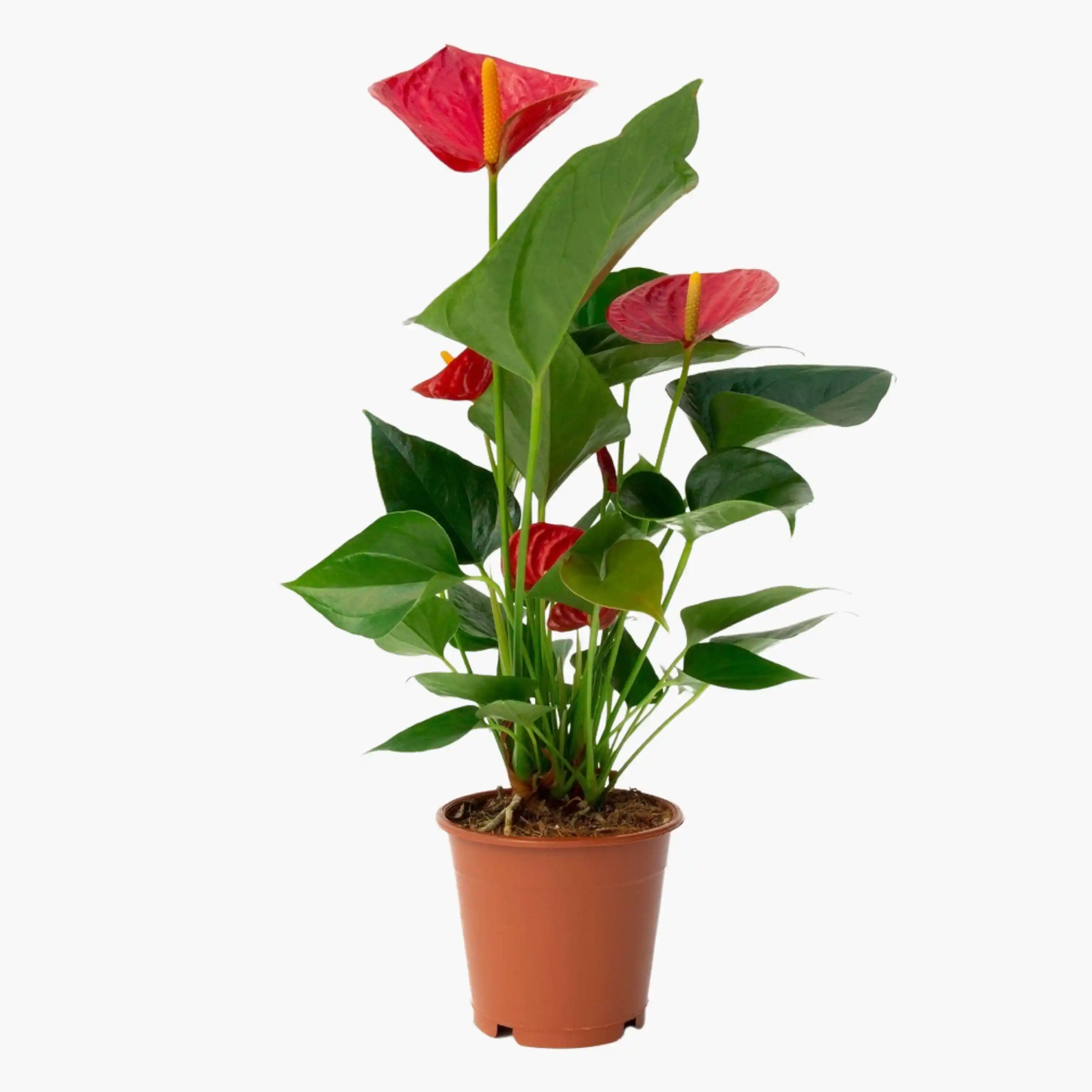 Antoryum Bitkisi ile İç Mekan Dekorasyonunda Zarafet ve Doğal Güzellik