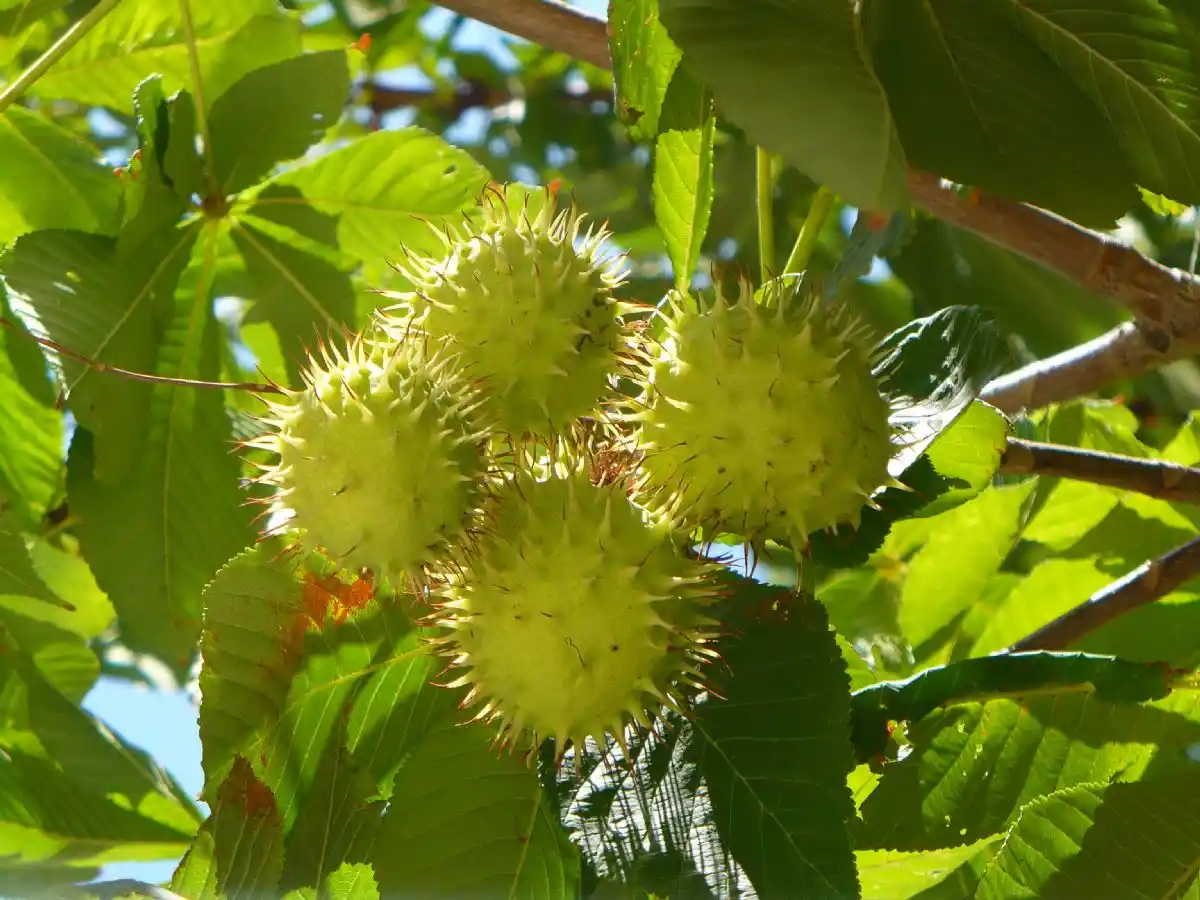 At kestanesi: sağlık ve dekorasyon alanında doğal güzelliklerin kullanımı