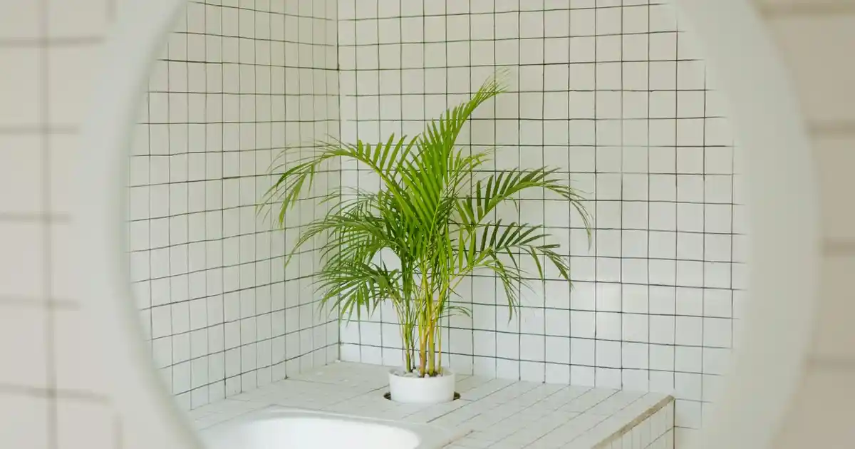 Bambu Paspaslar ile Ev Dekorasyonunda Şıklık ve Fonksiyonellik Artırma