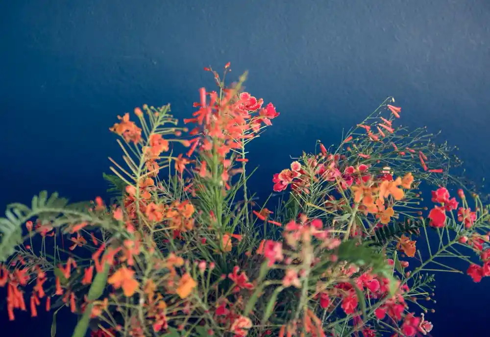 En Güzel Çiçek Türleri ve Dekorasyonda Kullanım İpuçları