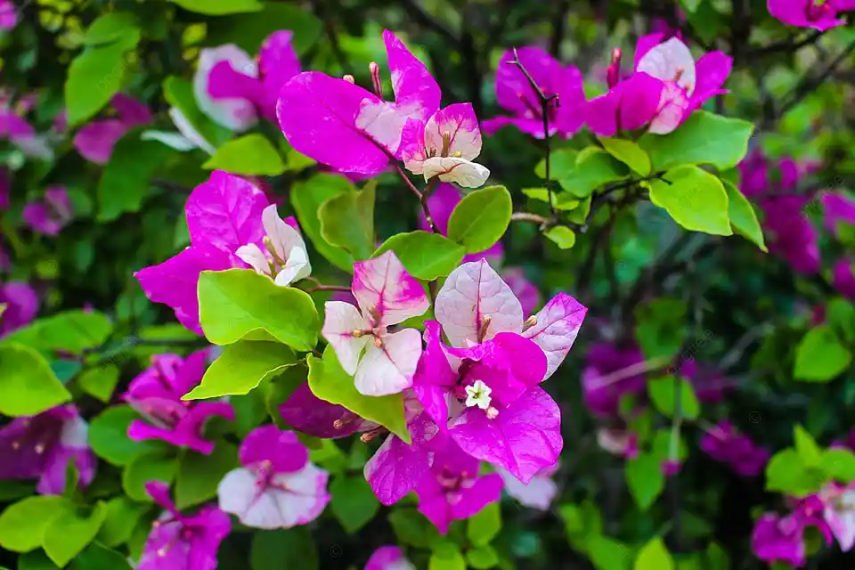 Fuşya Duvar Kağıdıyla Dekorasyon: Modern ve Zarif Mekânlar Yaratmanın Yolu