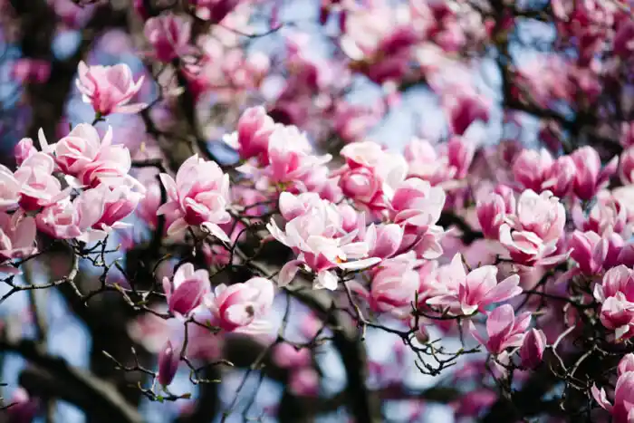Güzel Kokulu Çiçeklerle Dekorasyonunuza Doğal ve Hoş Bir Dokunuş Katın