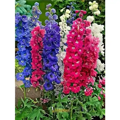 Hazeran Çiçeği Dekorasyonda Zarafet ve Renklerin Buluşması