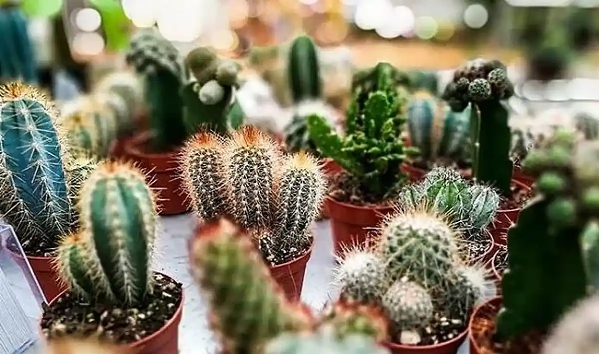 Kaktüs Çeşitleri ve Çiçekleri ile Dekorasyonda Doğal Şıklık Rehberi