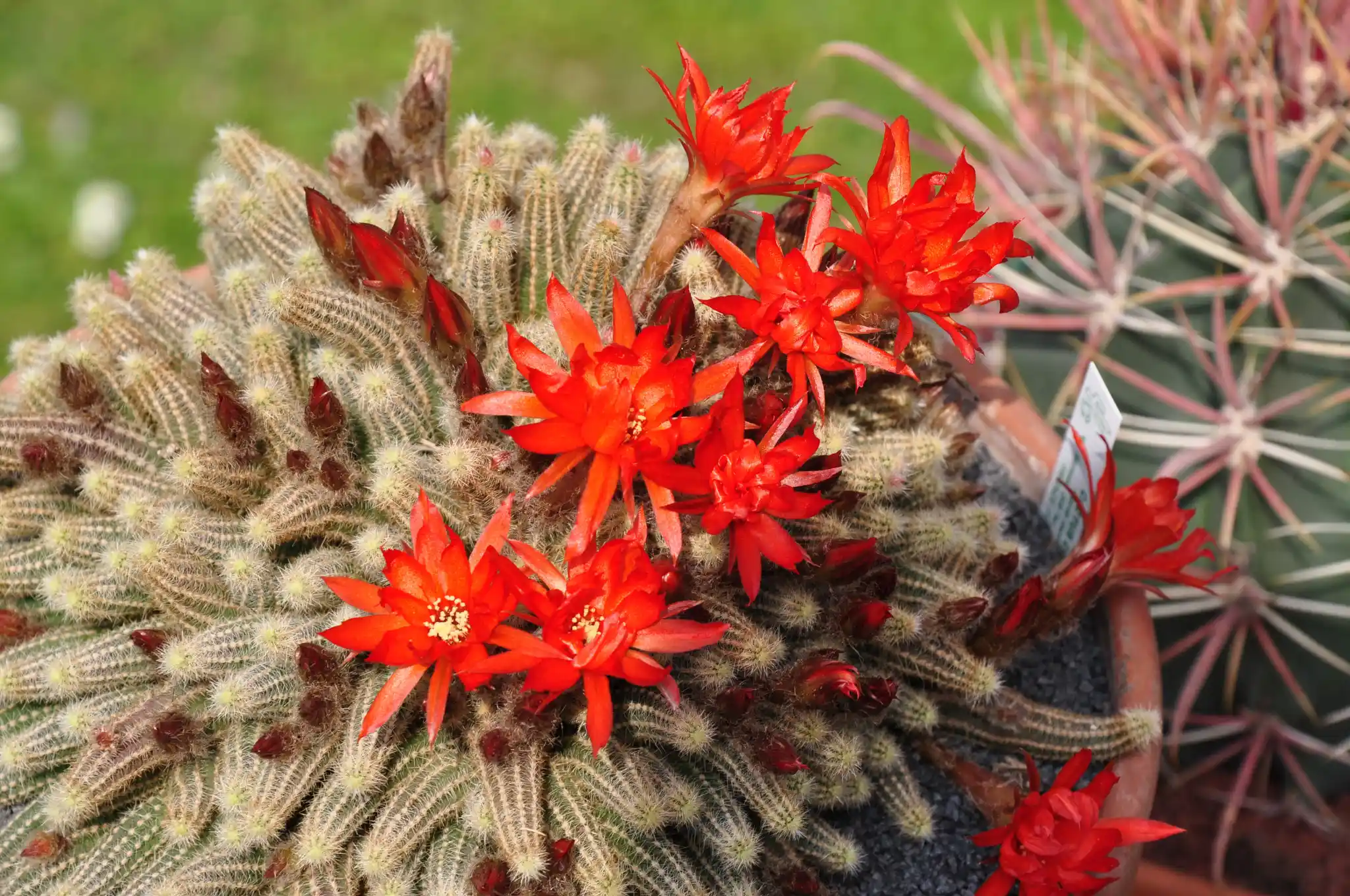 Kaktüs Çiçeği ile Doğal ve Şık Dekorasyon Önerileri ve Bakım İpuçları