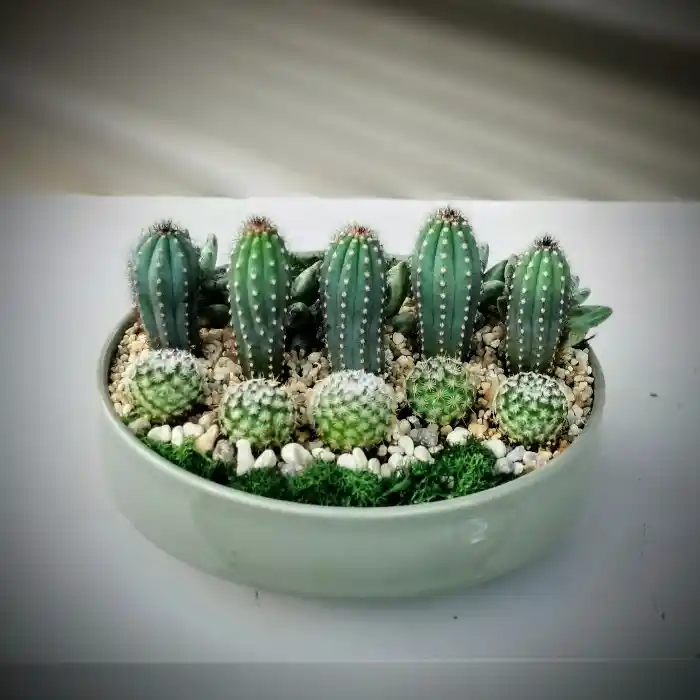 Kaktüs Sepetleriyle Dekorasyonda Sadelik ve Şıklık Yaratma Rehberi