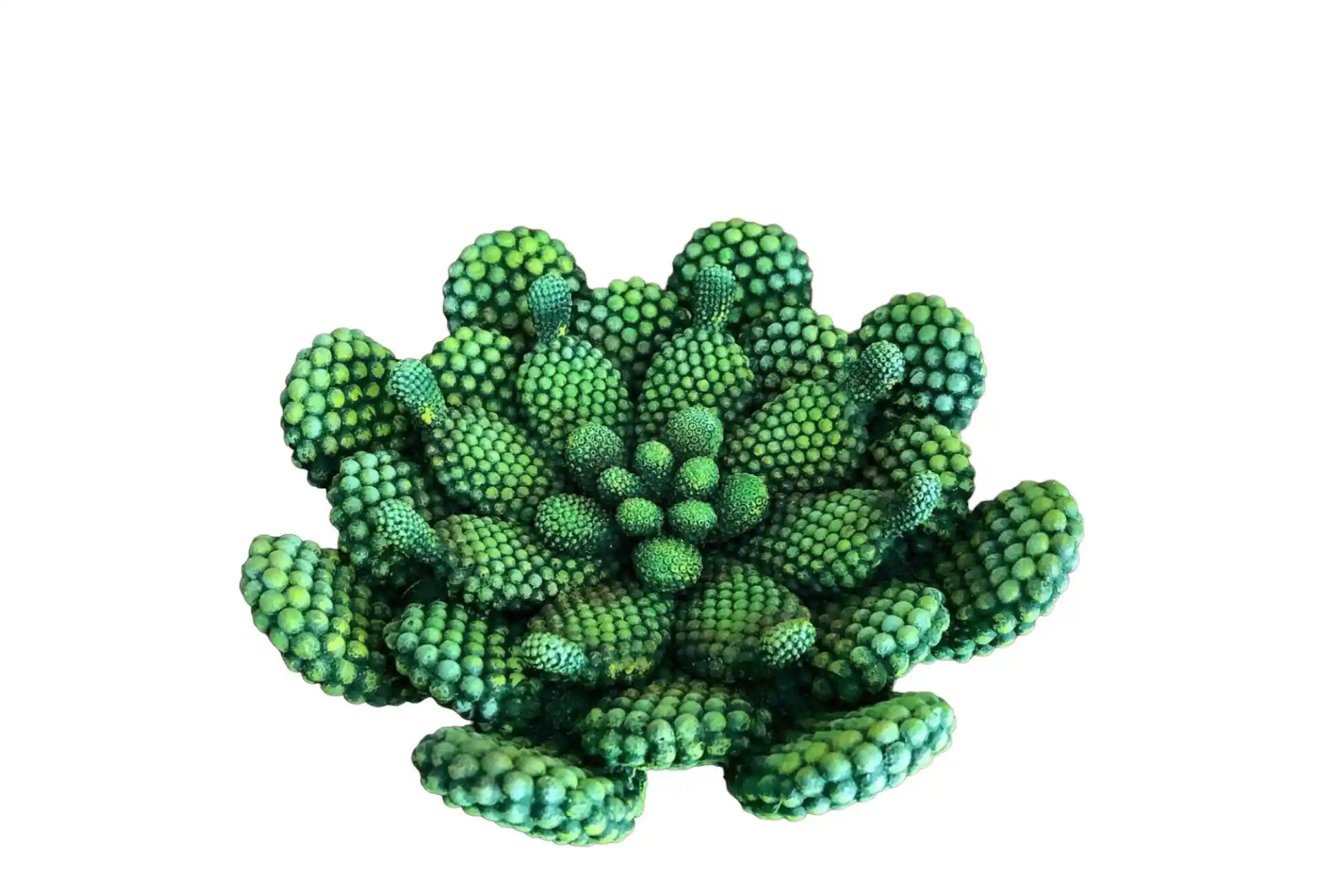 Kaktüs Tabaklar ile Modern ve Bohem Dekorasyonlarda Yenilikçi Dokunuşlar