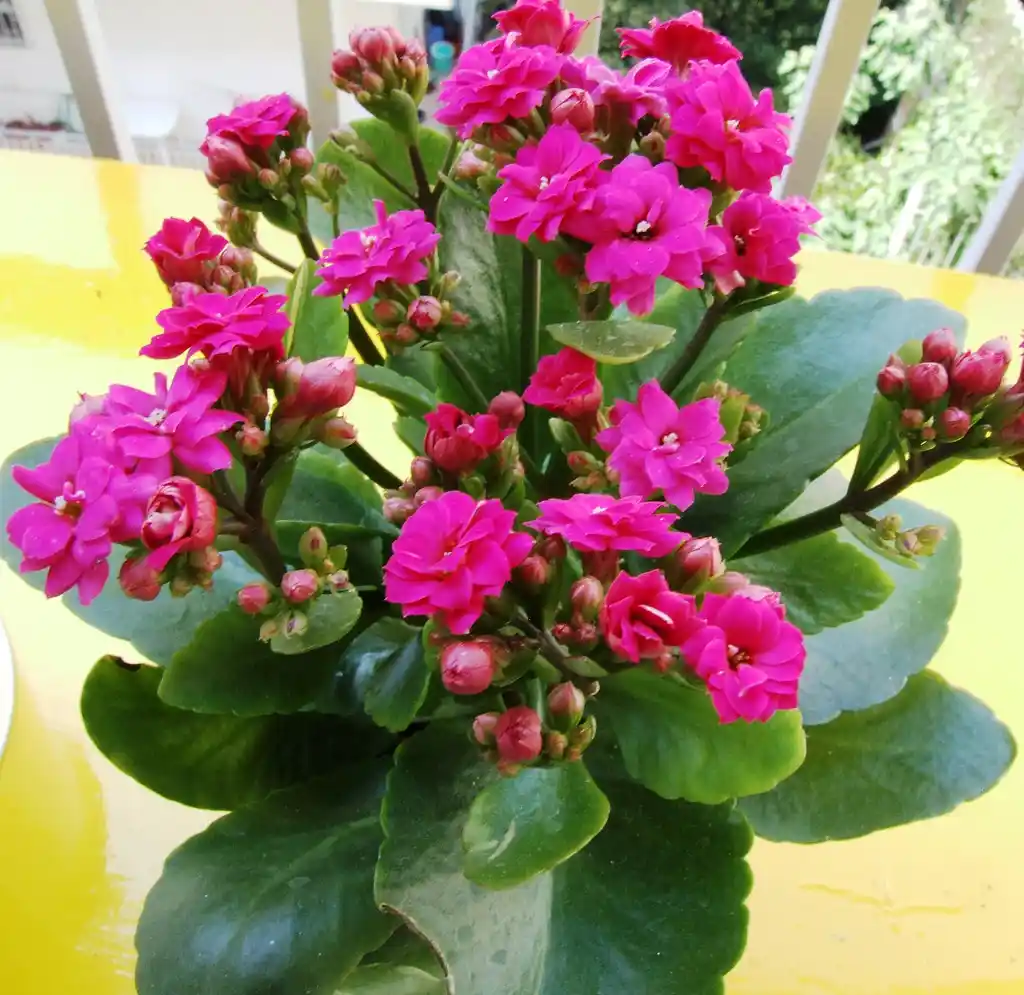 Kalanchoe ile Dekorasyonda Canlılık ve Şıklık Yaratmanın Sırları