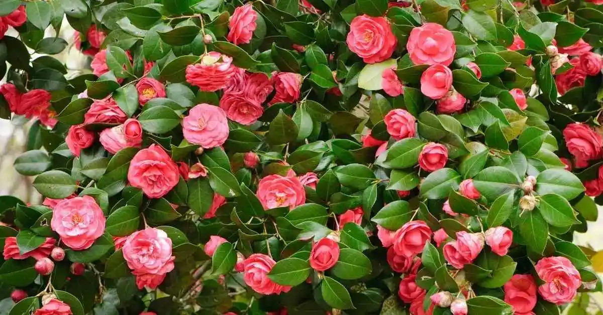 Kamelya Çiçeği ile Dekorasyonda Zarafet ve Doğallık Sağlayan Stil Önerileri