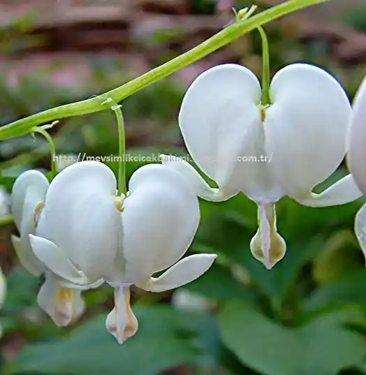 Kanayan Kalpler Çiçeği ile Dekorasyonda Renk ve Anlamın Buluşması
