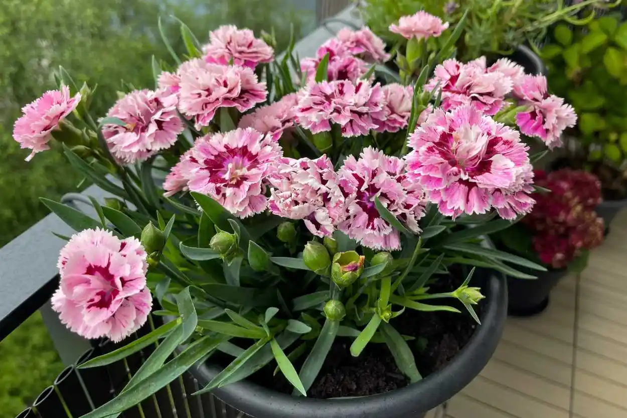 Karanfil ile Dekorasyonda Zarafet ve Doğallık: Estetik ve Anlamlı Süsleme Fikirleri