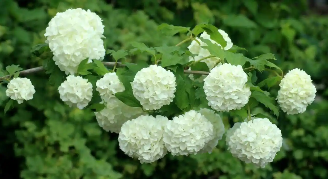 Kartopu Çiçeği ile Doğadan İlham Alan Modern ve Klasik Dekorasyon Fikirleri