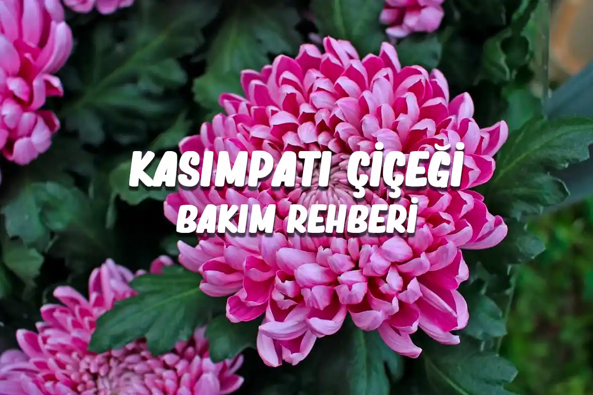 Kasımpatı: Sonbahar Dekorasyonunda Zarif ve Doğal Bir Dokunuş