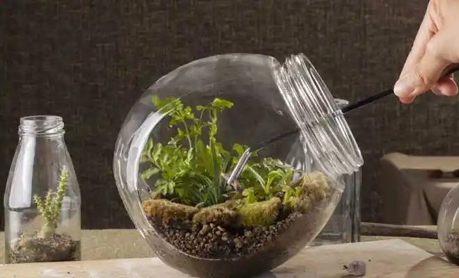 Kavanoz Teraryum Nedir ve Dekorasyonda Kullanım Fırsatları Hakkında Bilgi