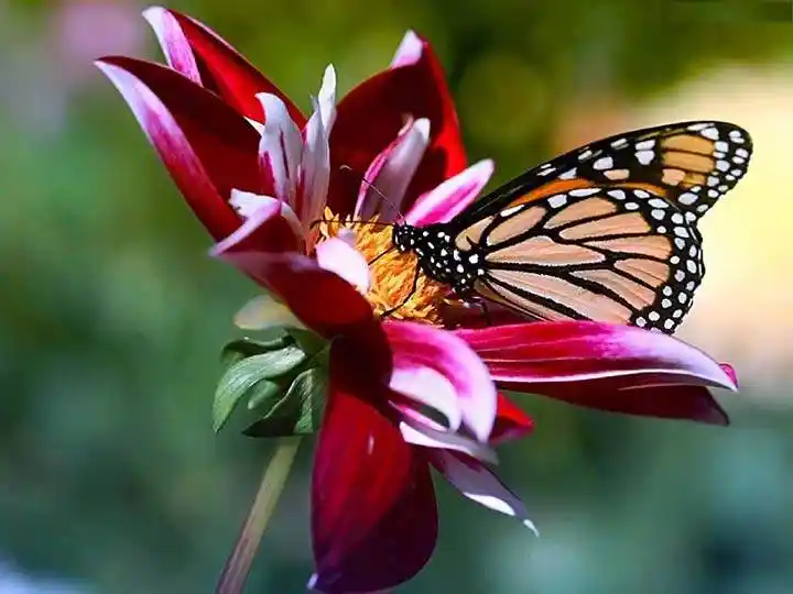 Kelebek ve Çiçek Temasıyla Doğadan İlham Alan Dekorasyon Fikirleri ve Trendleri