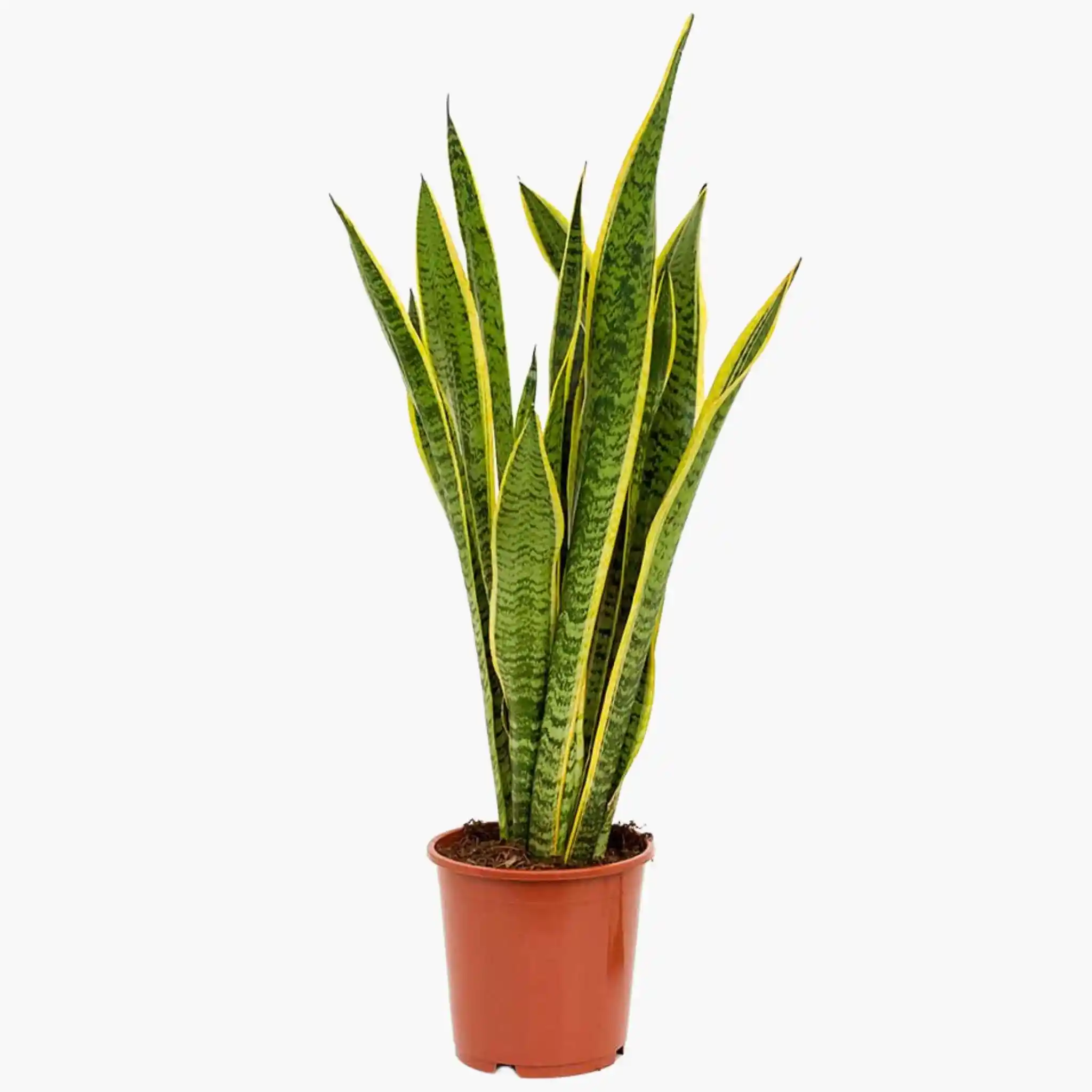 Kılıç Çiçeği ile Evinizde Doğal ve Şık Bir Atmosfer Yaratma Rehberi