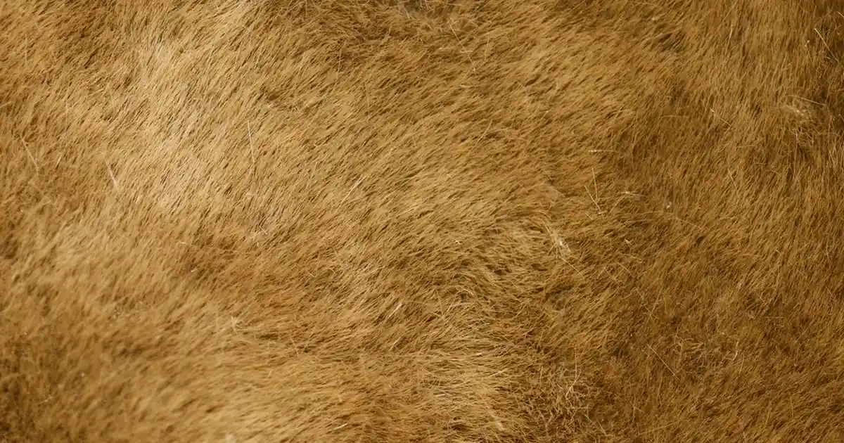 Kilim sandalye: Geleneksel ve modern dokunuşlarla şık dekorasyon çözümleri