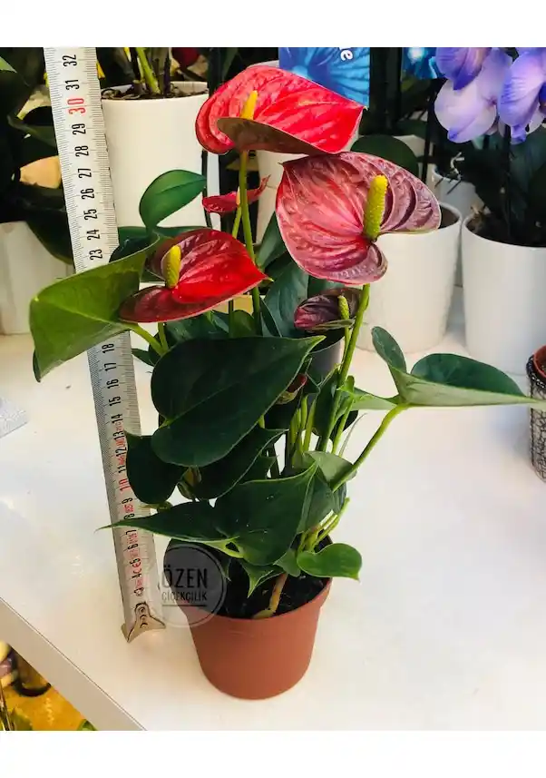 Kırmızı Açan Salon Çiçekleriyle Dekorasyonda Sıcak ve Dinamik Atmosfer Yaratma Rehberi