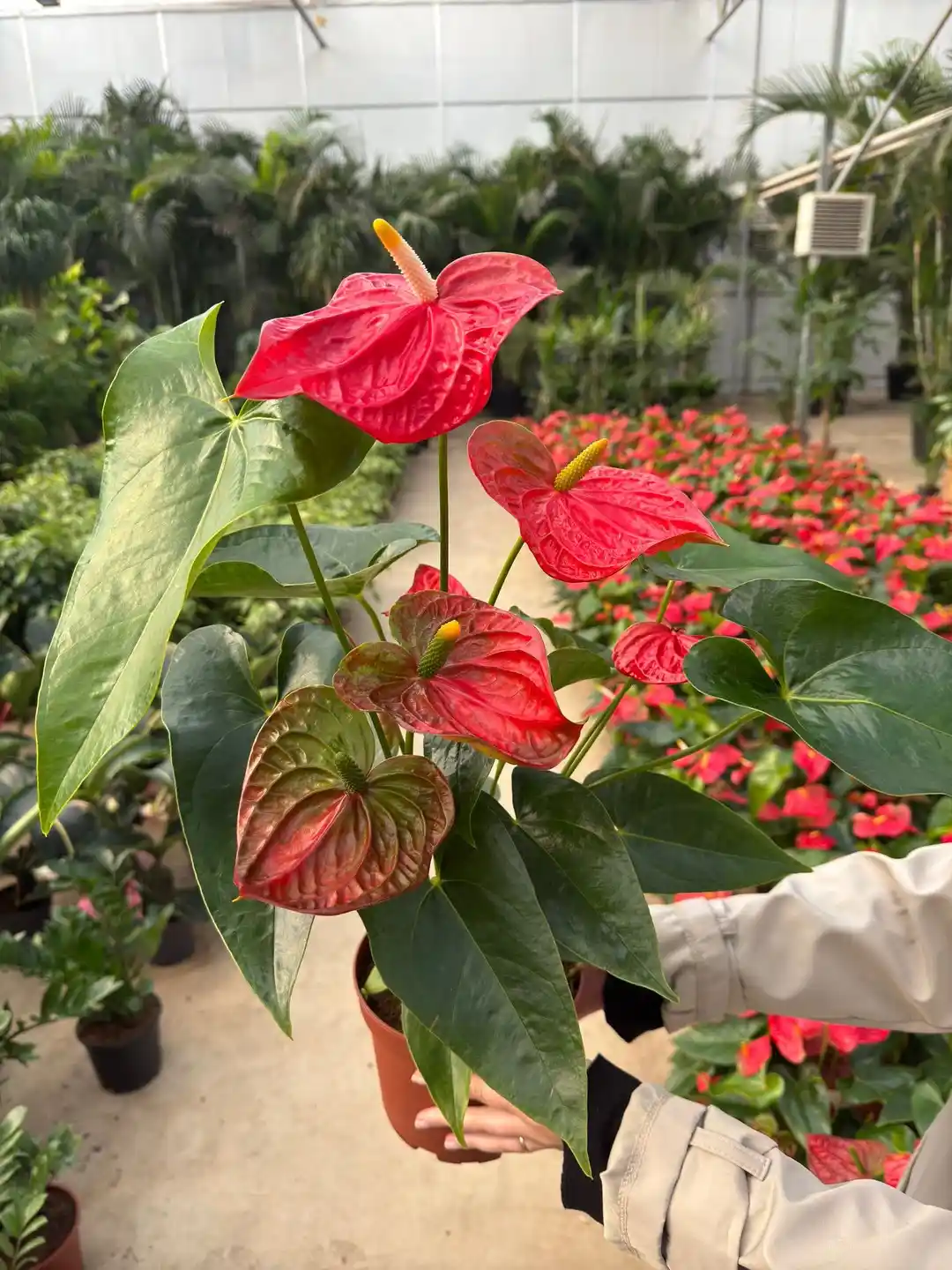 Kırmızı Antoryumun Dekorasyondaki Yeri ve Bakım İpuçları