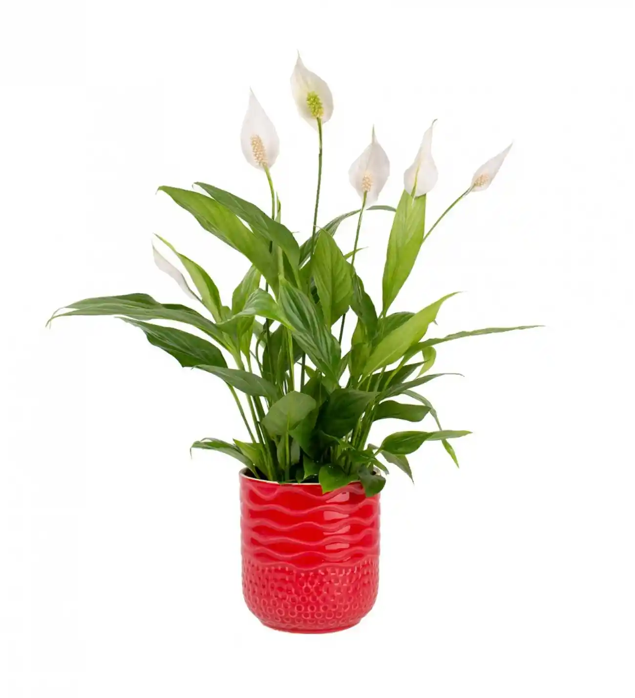 Kırmızı Barış Çiçeği ile Dekorasyonda Anlam ve Estetiğin Buluşması