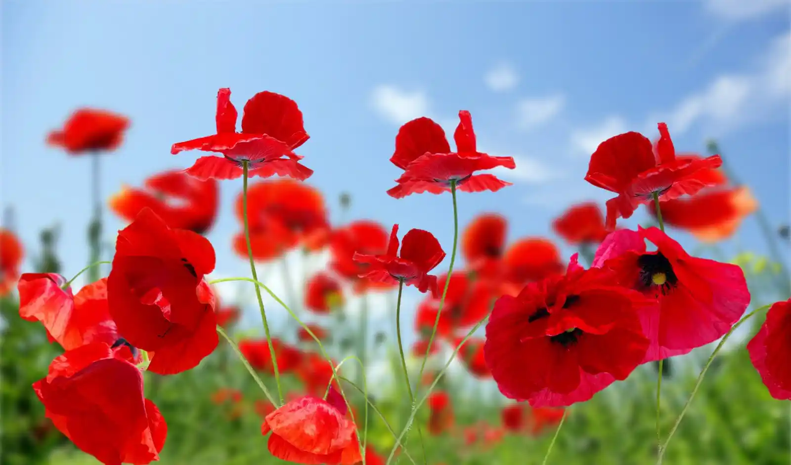 Kırmızı Çiçeklerin Dekorasyonda Kullanımı ve Anlamları Hakkında Detaylı Rehber