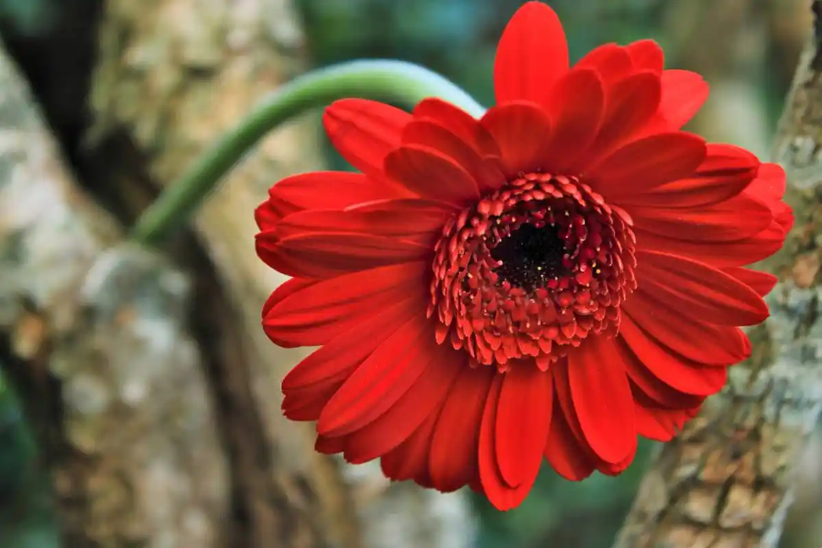 Kırmızı Gerbera Çiçeğiyle Dekorasyonda Canlılık ve Zarafet Yaratma Rehberi