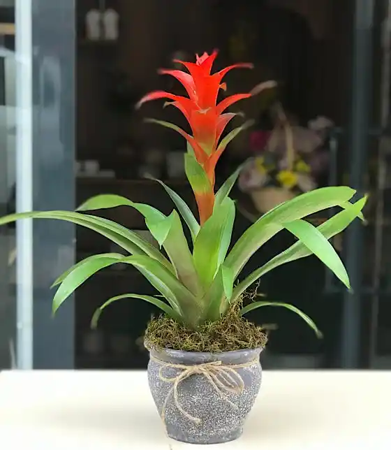 Kırmızı Guzmania ile İç Mekan Dekorasyonunda Canlılık ve Şıklık Yaratın