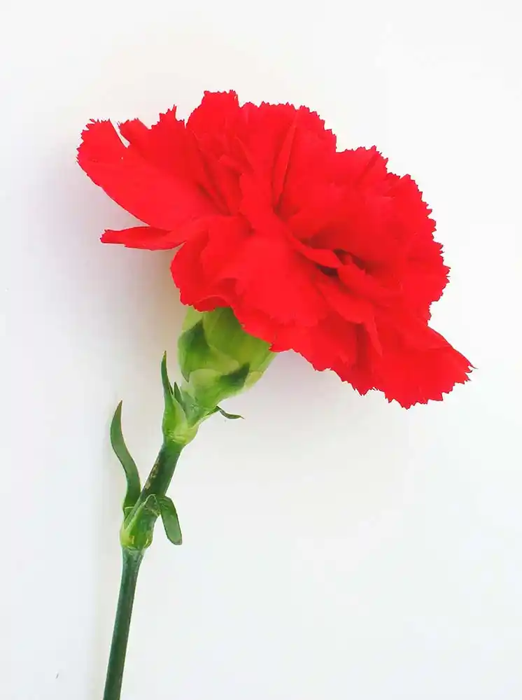 Kırmızı Karafil ile Dekorasyonda Canlı ve Şık Detaylar Oluşturma Rehberi