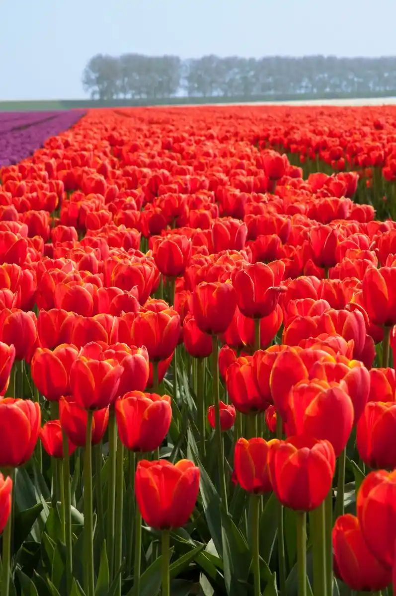 Kırmızı Lalelerle Dekorasyonda Zarafet ve Canlılık Yaratmanın Yolları