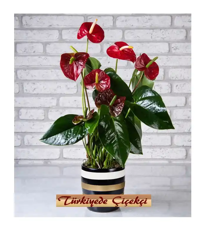 Kırmızı Saksı Çiçeği ile Mekânınıza Canlılık ve Şıklık Katmanın Yolları