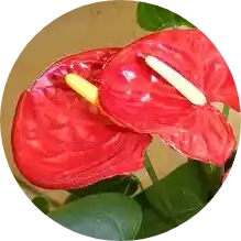 Kırmızı Yapraklı Çiçeklerle Dekorasyonda Canlılık ve Şıklık Yaratma Rehberi