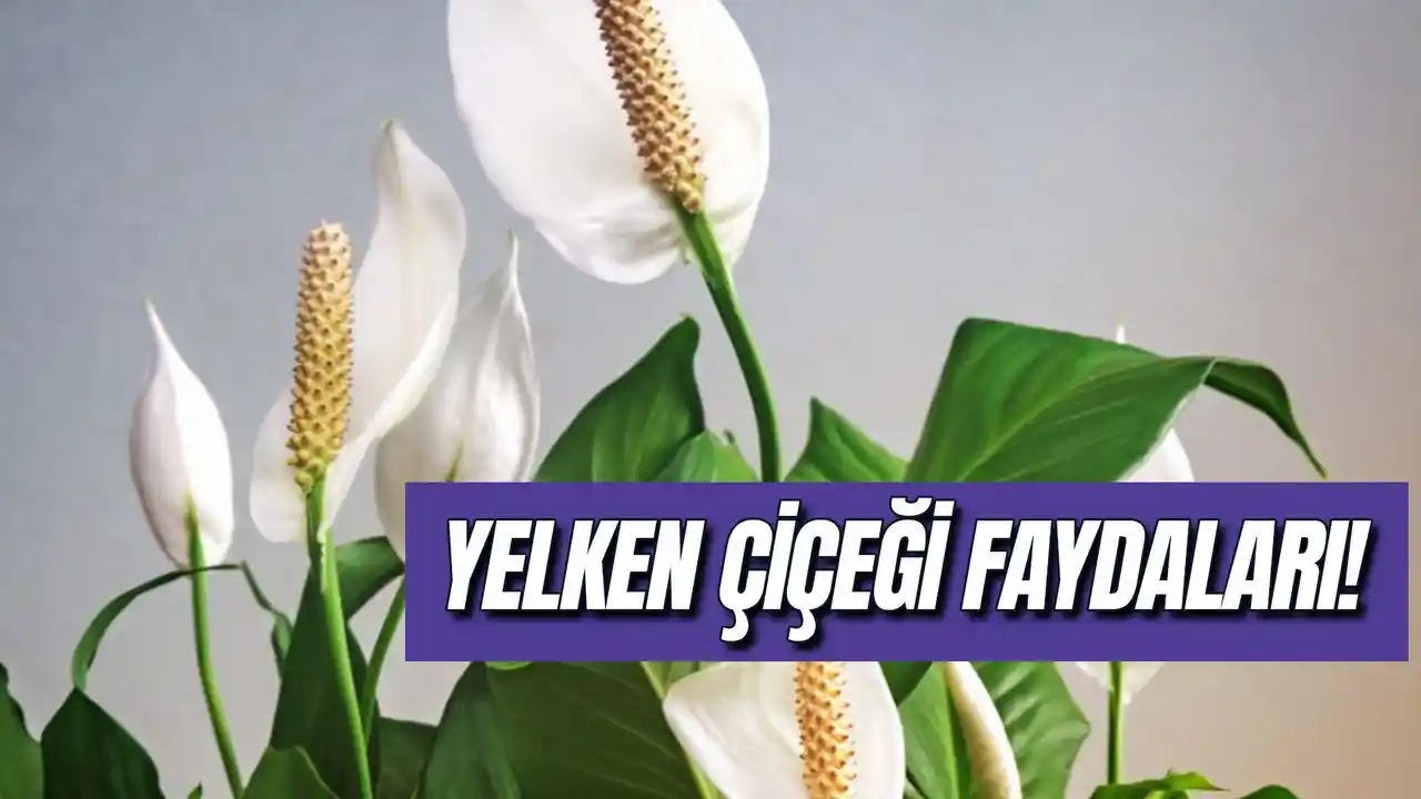 Kırmızı Yelken Çiçeği ile Dekorasyonda Canlılık ve Zarafet Yaratma Rehberi