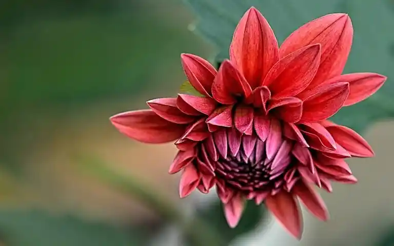 Kırmızı Yıldız Çiçeği ile Modern ve Anlamlı Dekorasyon Fikirleri