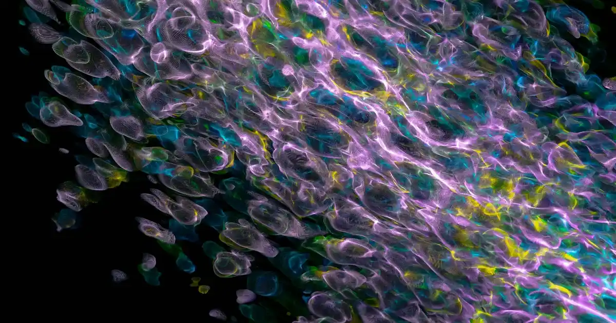 Köpek Tasma Çeşitleri ve Dekorasyon Alanlarındaki Kullanım İpuçları