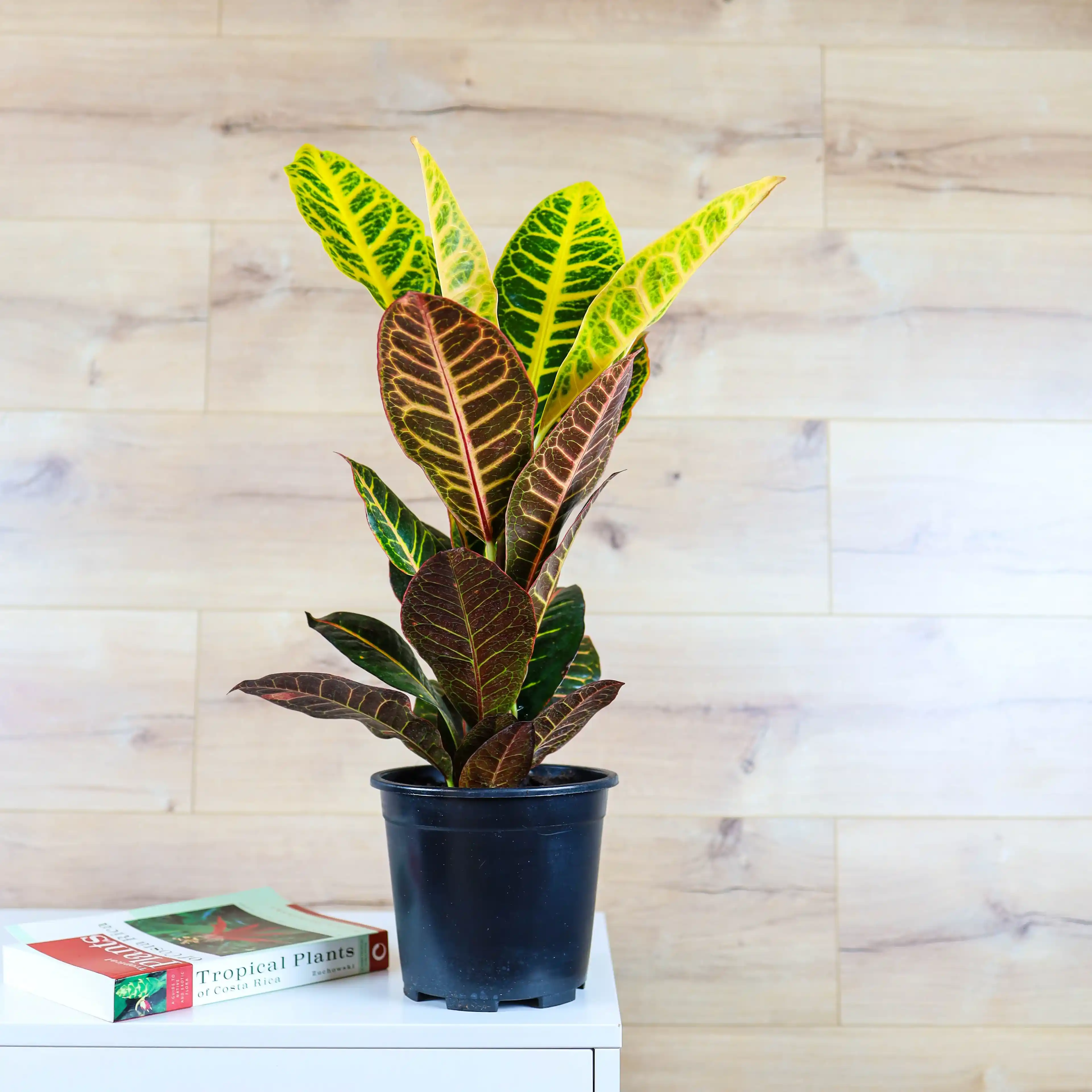 Kratom Bitkisi ile Doğal ve Estetik Dekorasyon Trendleri