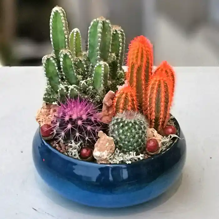 Küçük Kaktüslerle Dekorasyonda Estetik ve Kolay Bakım İpuçları