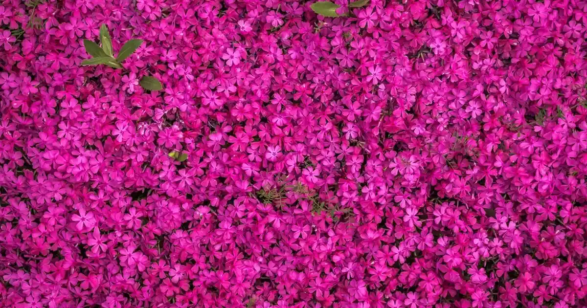 Küçük Su Isıtıcılarıyla Dekorasyonda Fonksiyonellik ve Estetiği Bir Arada Yakalamak