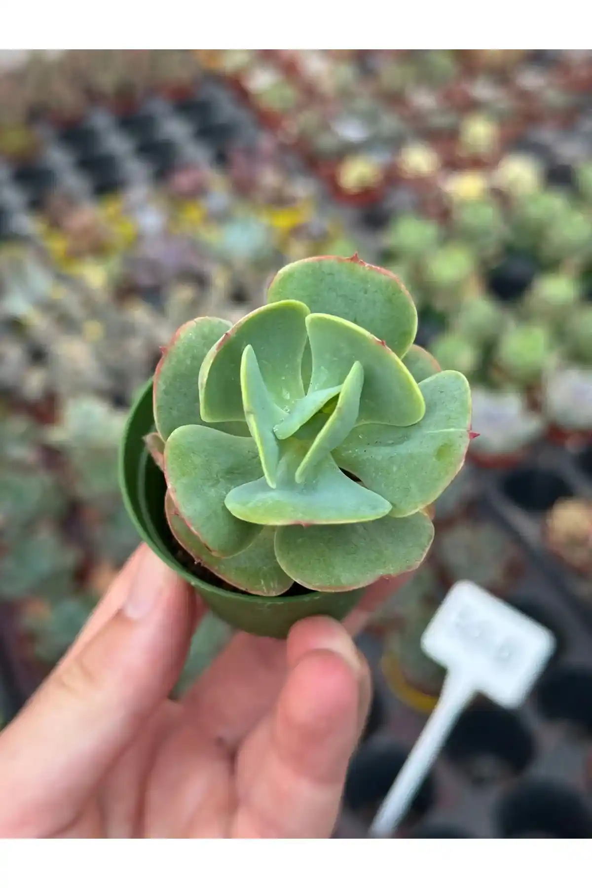 Küçük Sukulentlerle Modern ve Doğal Dekorasyon İpuçları