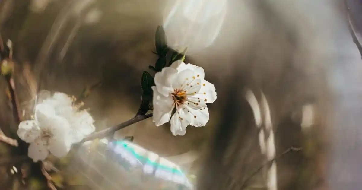 Kuğu Aplik ile Şıklık ve Zarafeti Mekânlarınıza Yansıtın