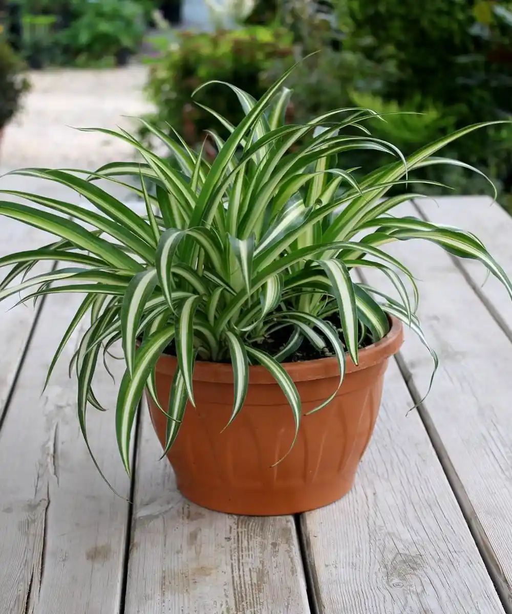 Kurdele Çiçeği ile Dekorasyonda Zarif ve Kişisel Dokunuşlar Yaratma Yöntemleri