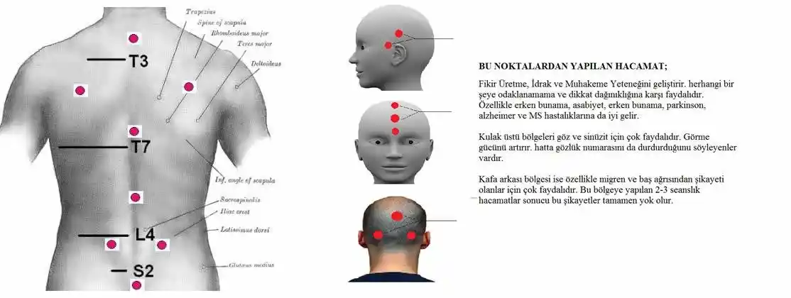 Kuru Kupa Noktaları ile Modern ve Şık Dekorasyon İpuçları