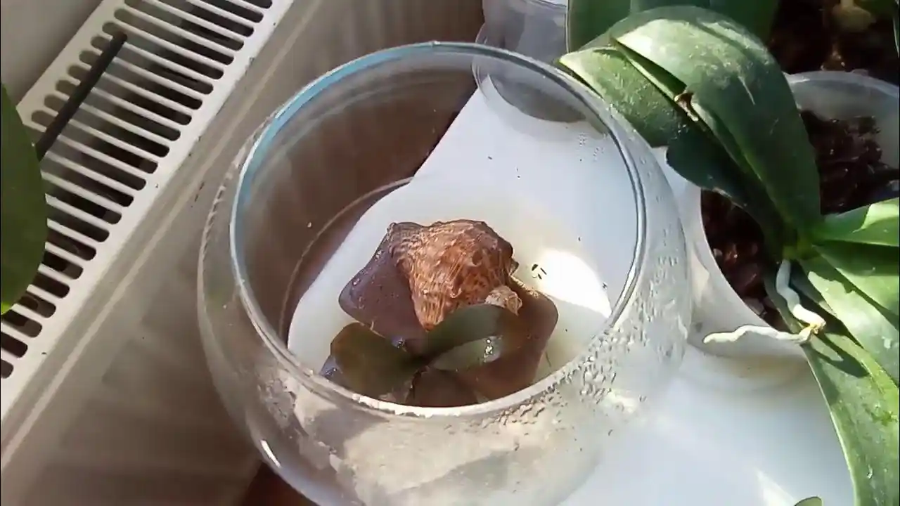 Kuruyan Orkideyi Canlandırma ve Sağlıklı Bakım Yöntemleri Rehberi