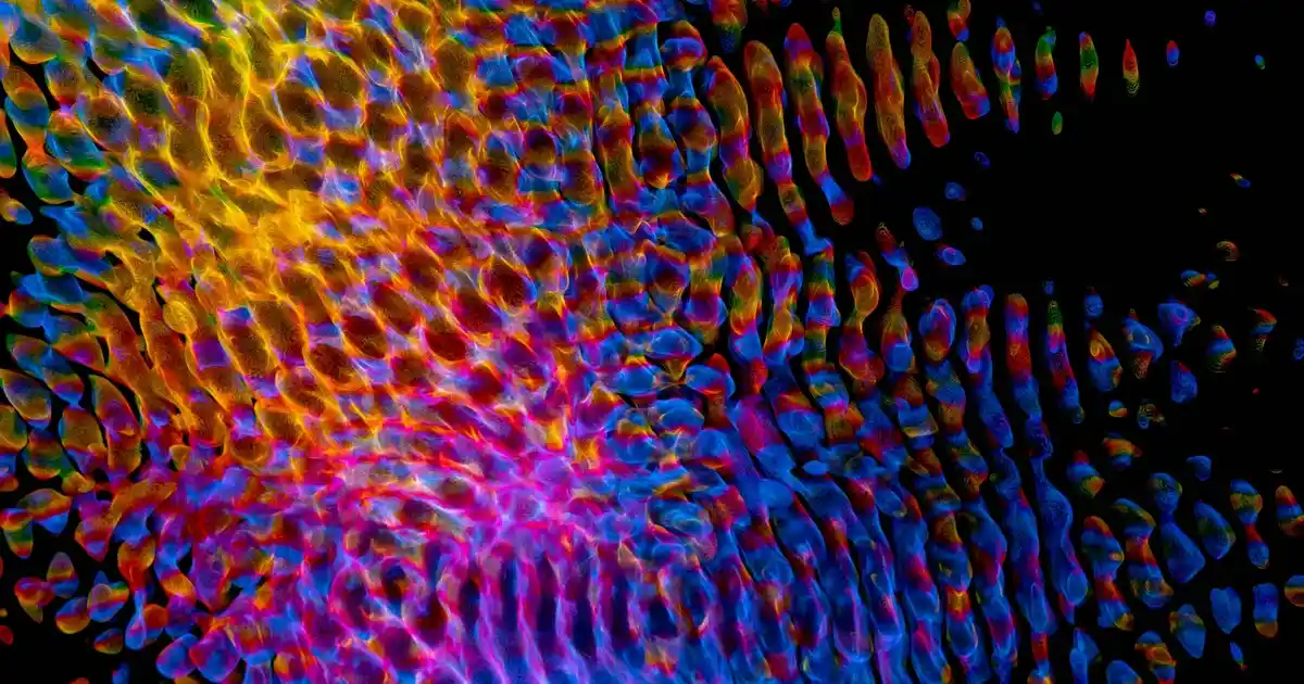 Kuşlu Fincan Takımlarıyla Ev Dekorasyonunuza Zarif ve Şık Dokunuşlar Ekleyin