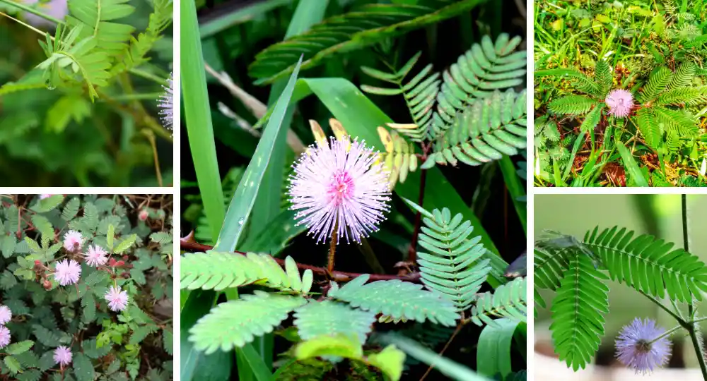 Küstüm Çiçeği Bakımı ve Dekorasyonda Kullanımı Hakkında Detaylı Rehber