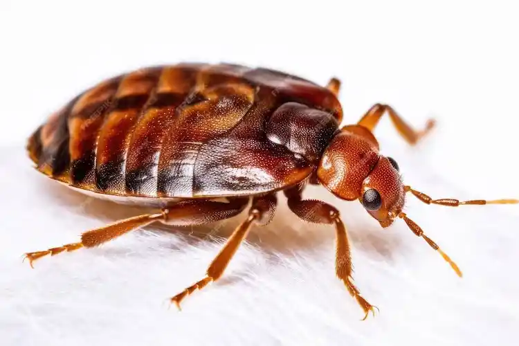 Kutu Dekorasyonunda Yaratıcı ve Şık Çözümlerle Mekanlara Estetik Katın