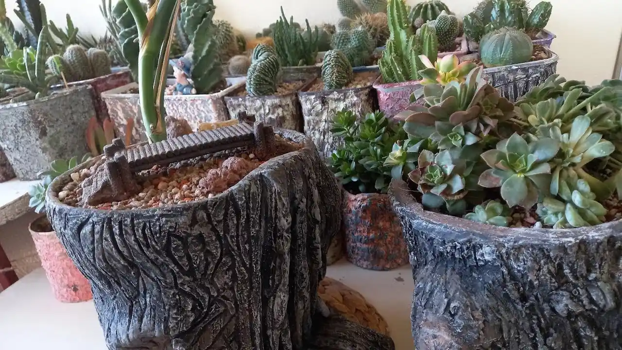 Kütük Saksı Dekorasyonunda Doğal ve Şık Bir Seçenek Oluyor