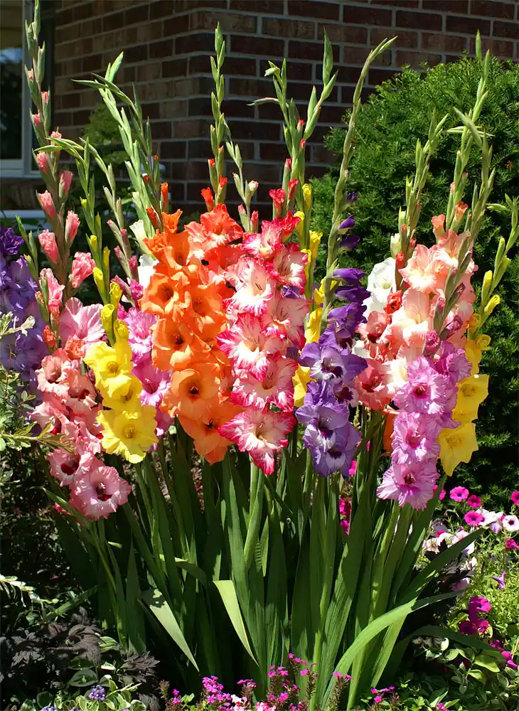 Kuzgun Kılıcı Çiçeği Dekorasyonda Zarafet ve Doğallığın Buluşması