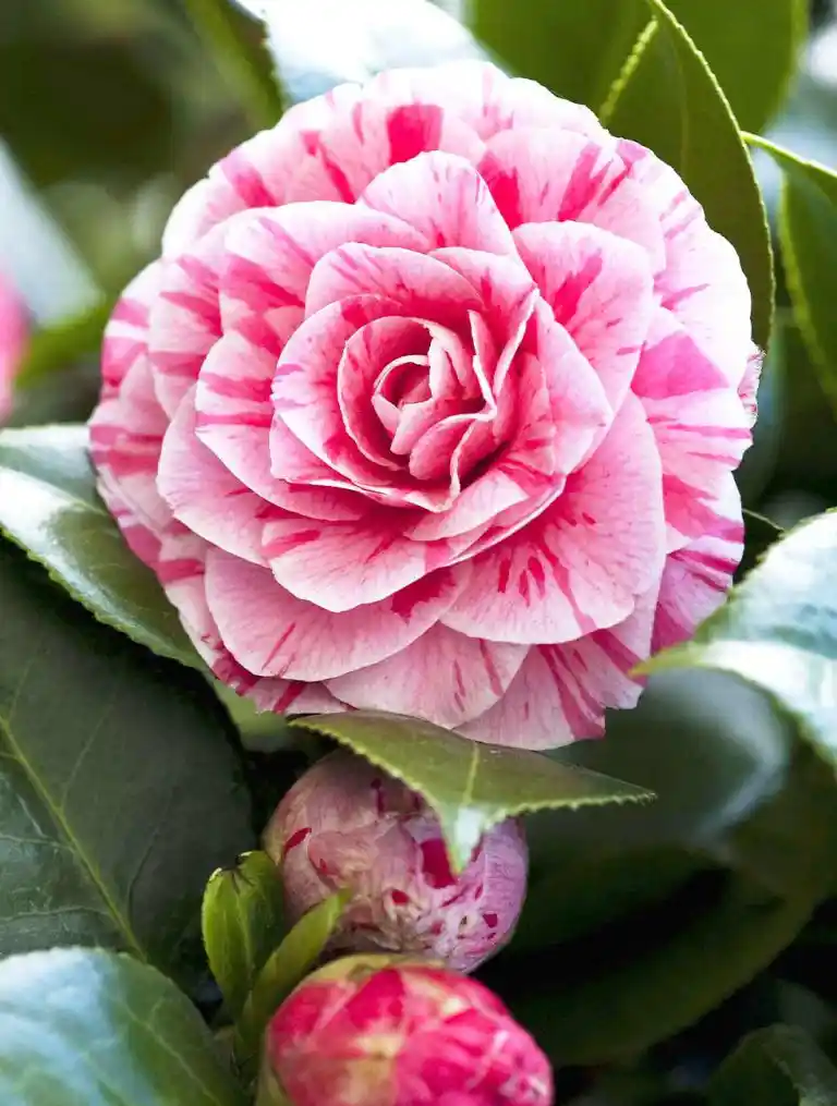 Lavinia Çiçeği Dekorasyonda Zarafet ve Anlam Katmanın En Güzel Yolu